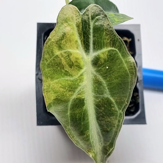 Alocasia Venom Variegated