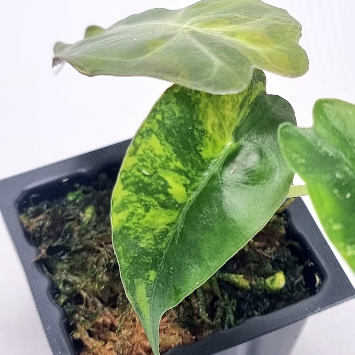 Alocasia Venom Variegated