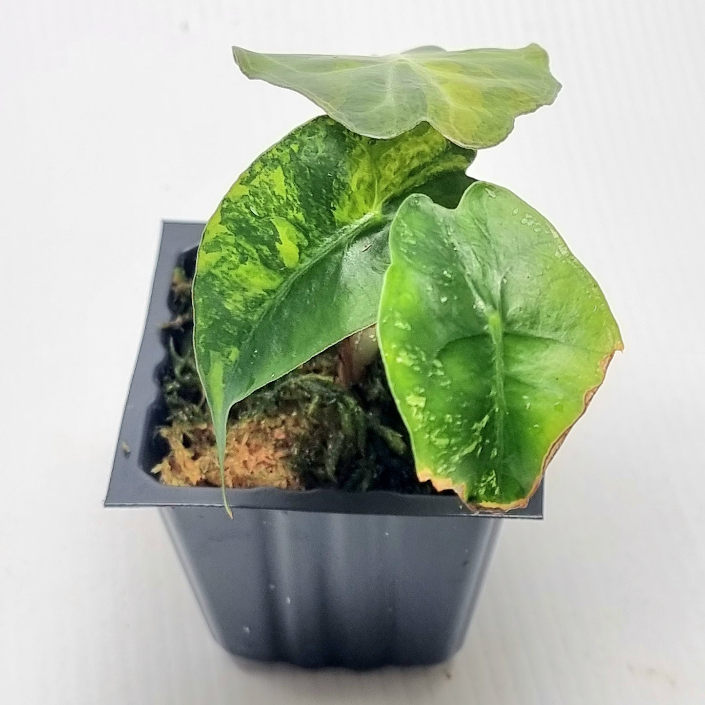 Alocasia Venom Variegated