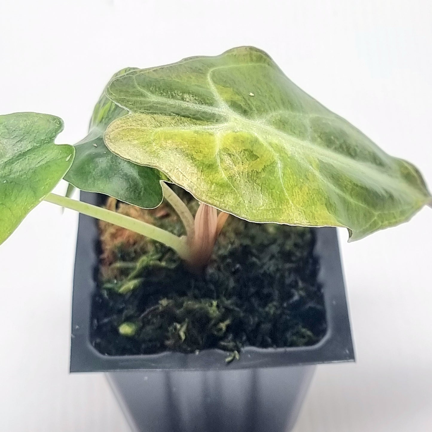 Alocasia Venom Variegated