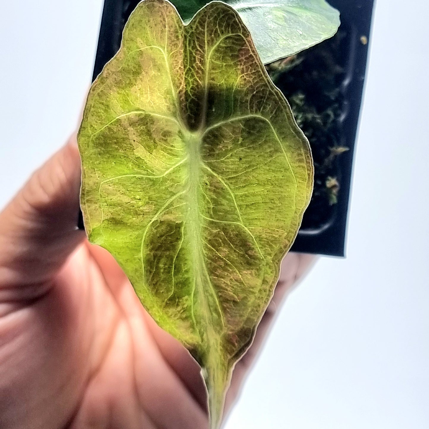 Alocasia Venom Variegated