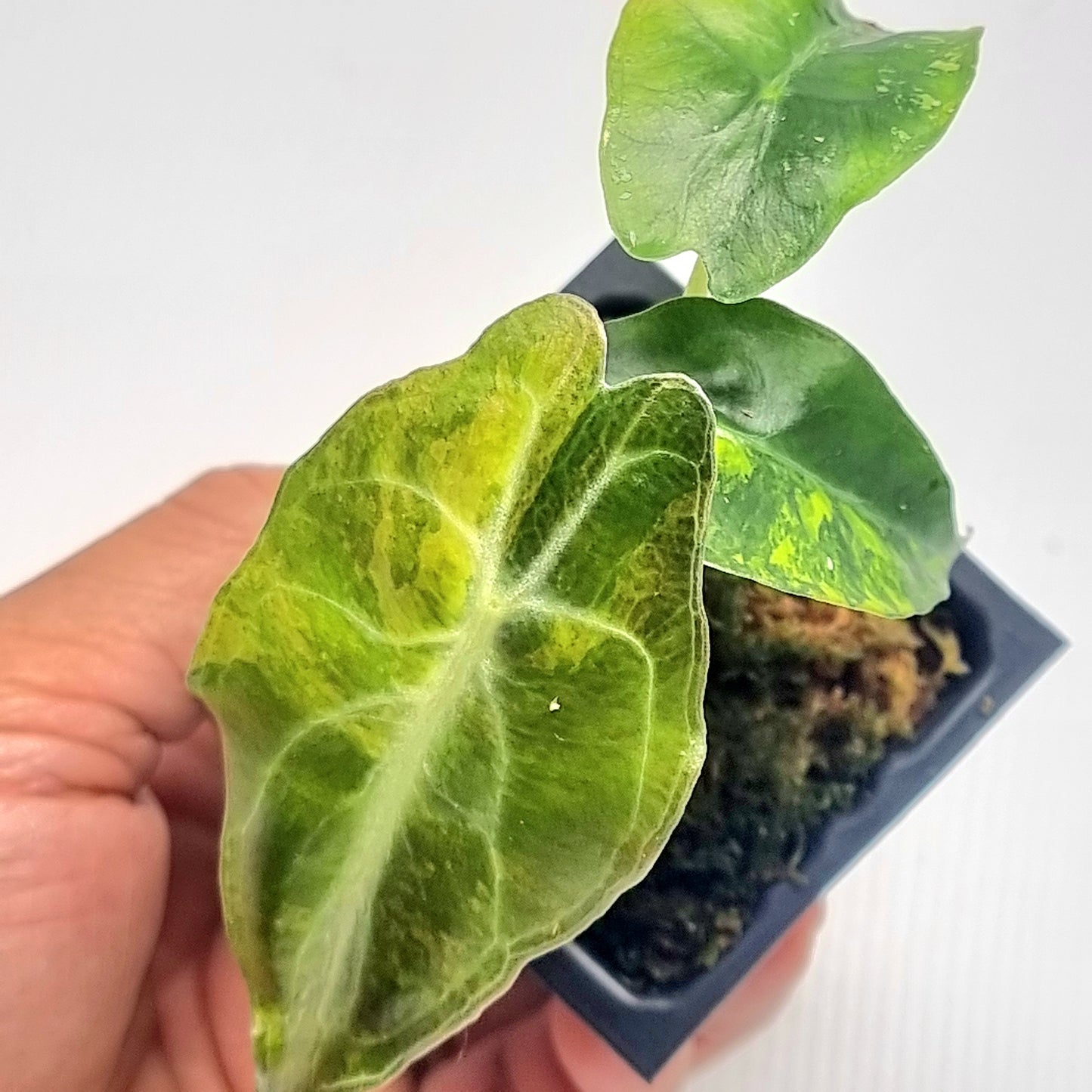 Alocasia Venom Variegated