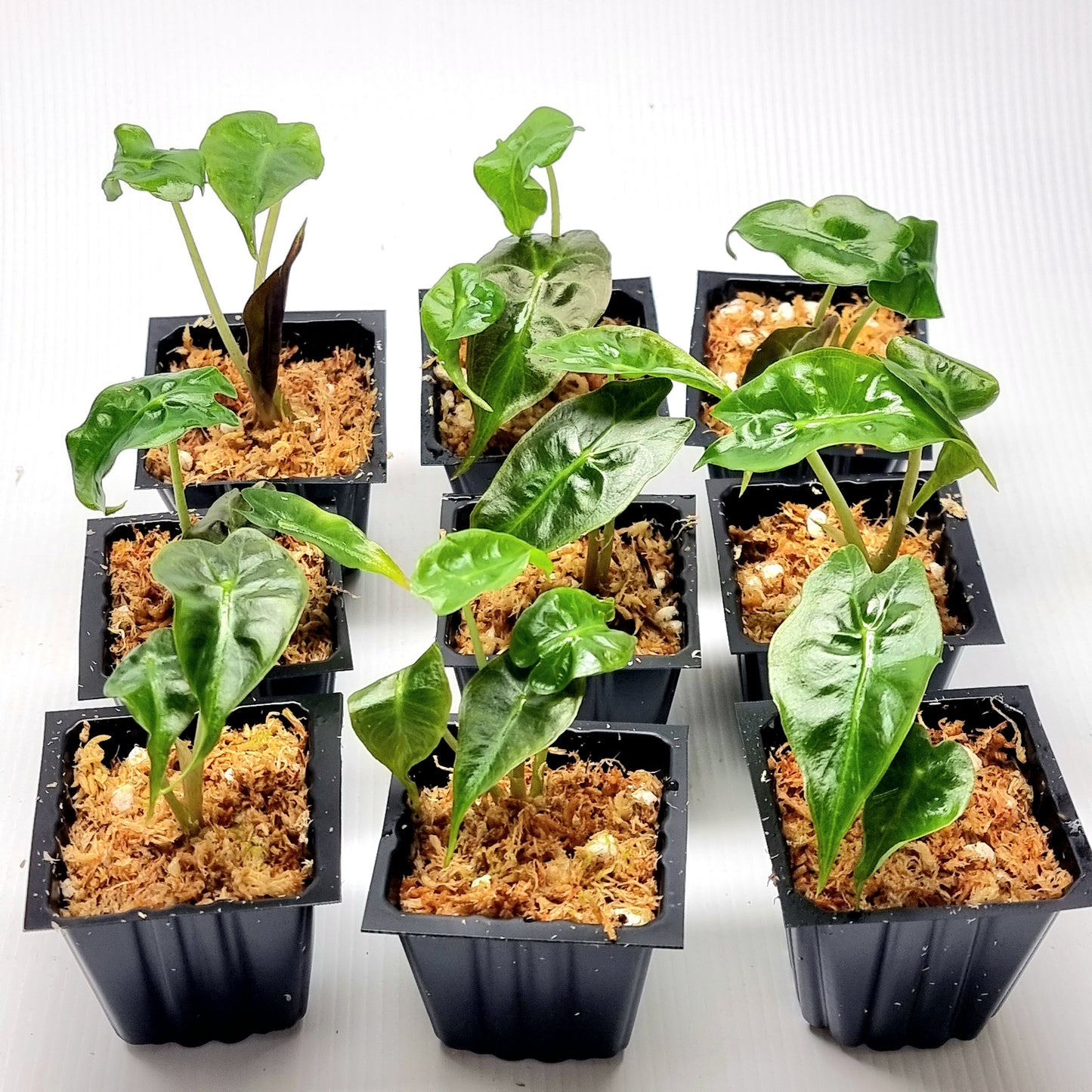 Alocasia Venom