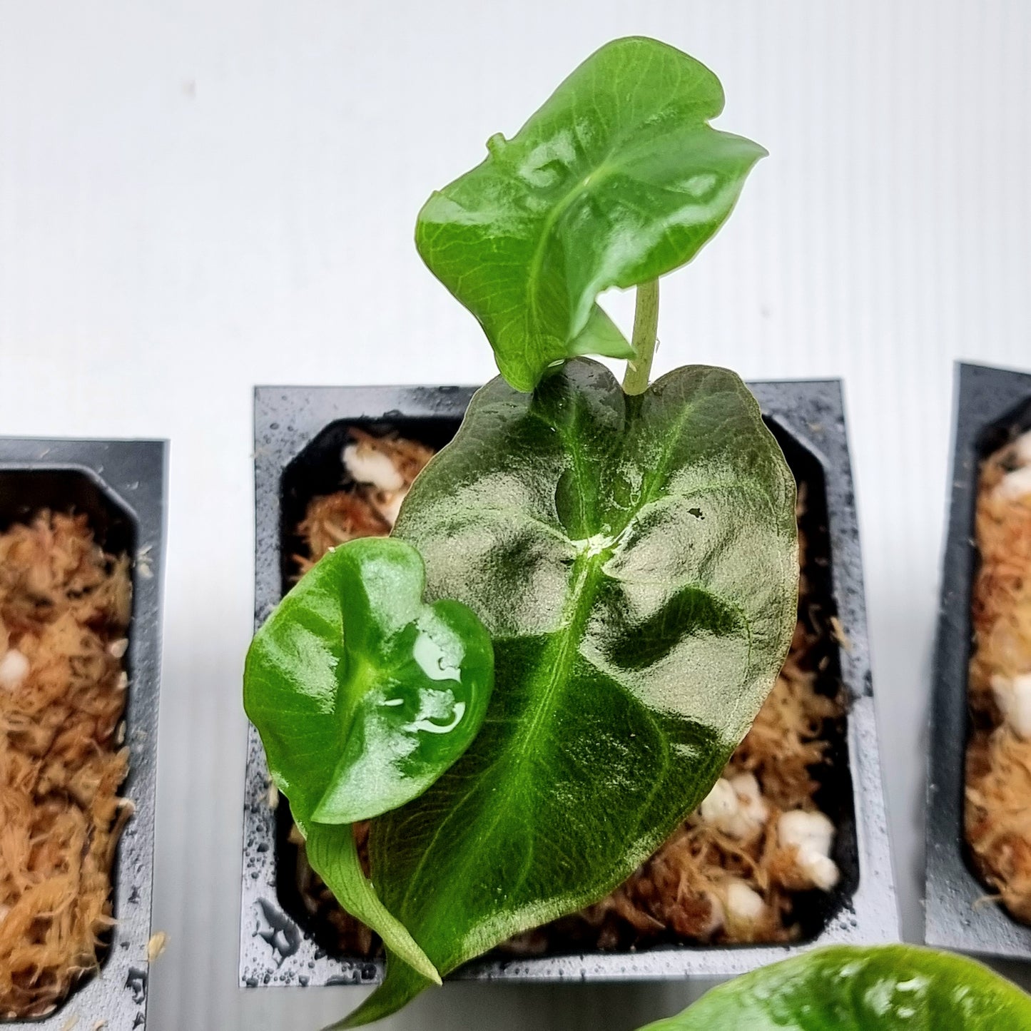 Alocasia Venom