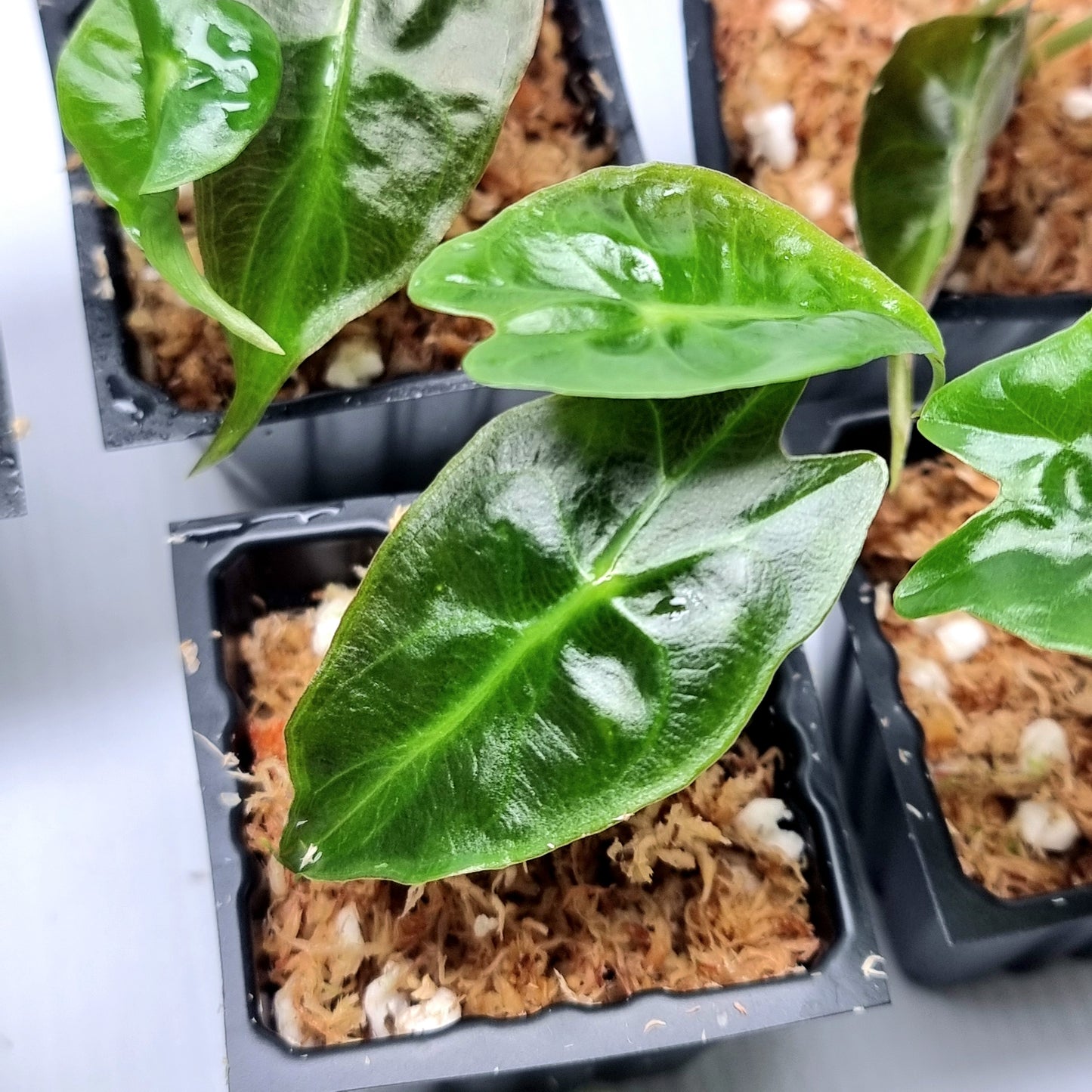 Alocasia Venom