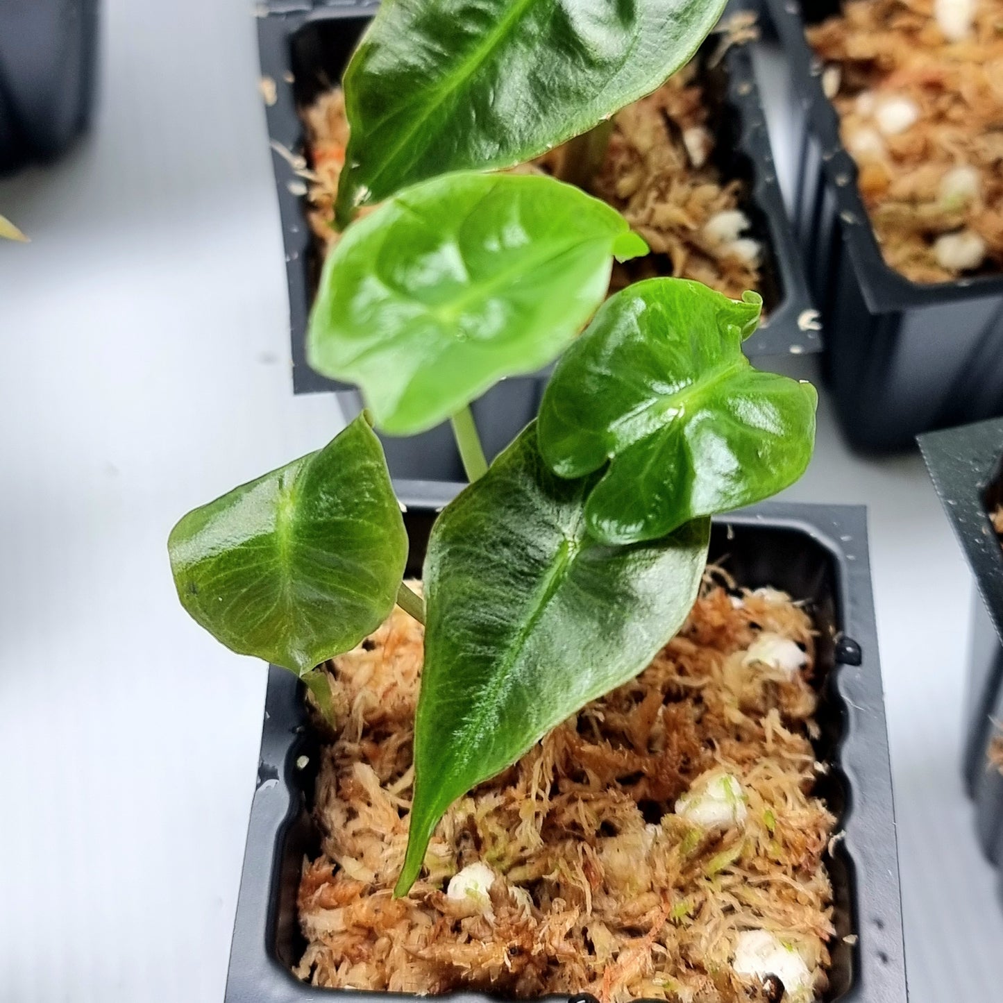 Alocasia Venom