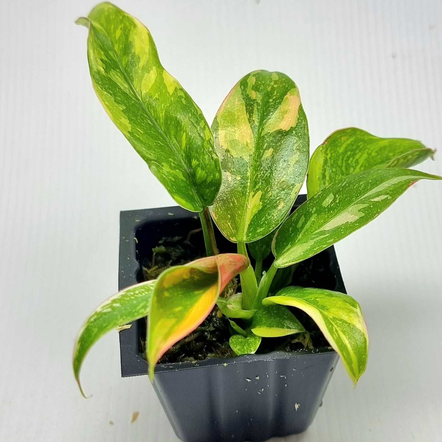 Philodendron Green Congo Nuclear