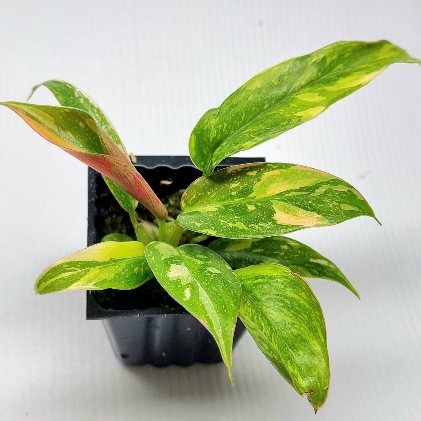 Philodendron Green Congo Nuclear