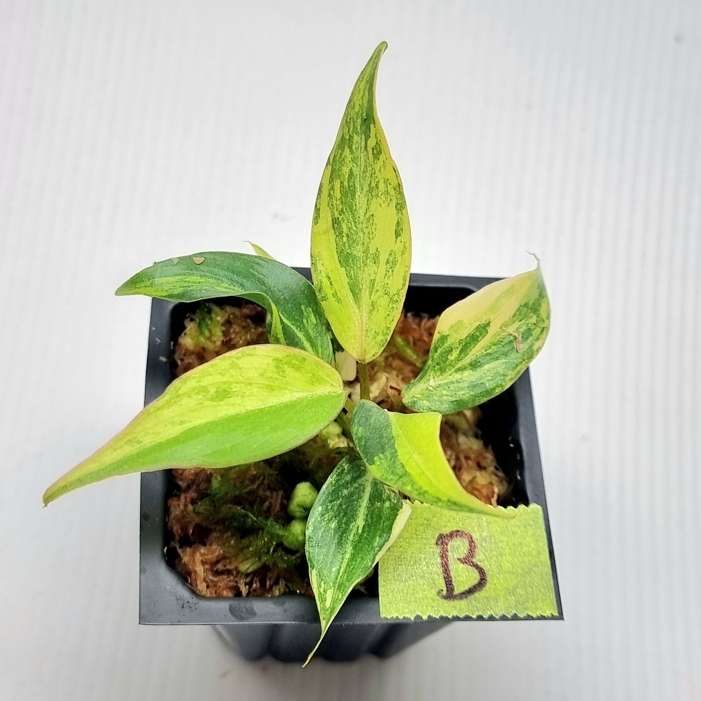 Philodendron gloriosum Tricolour Variegated