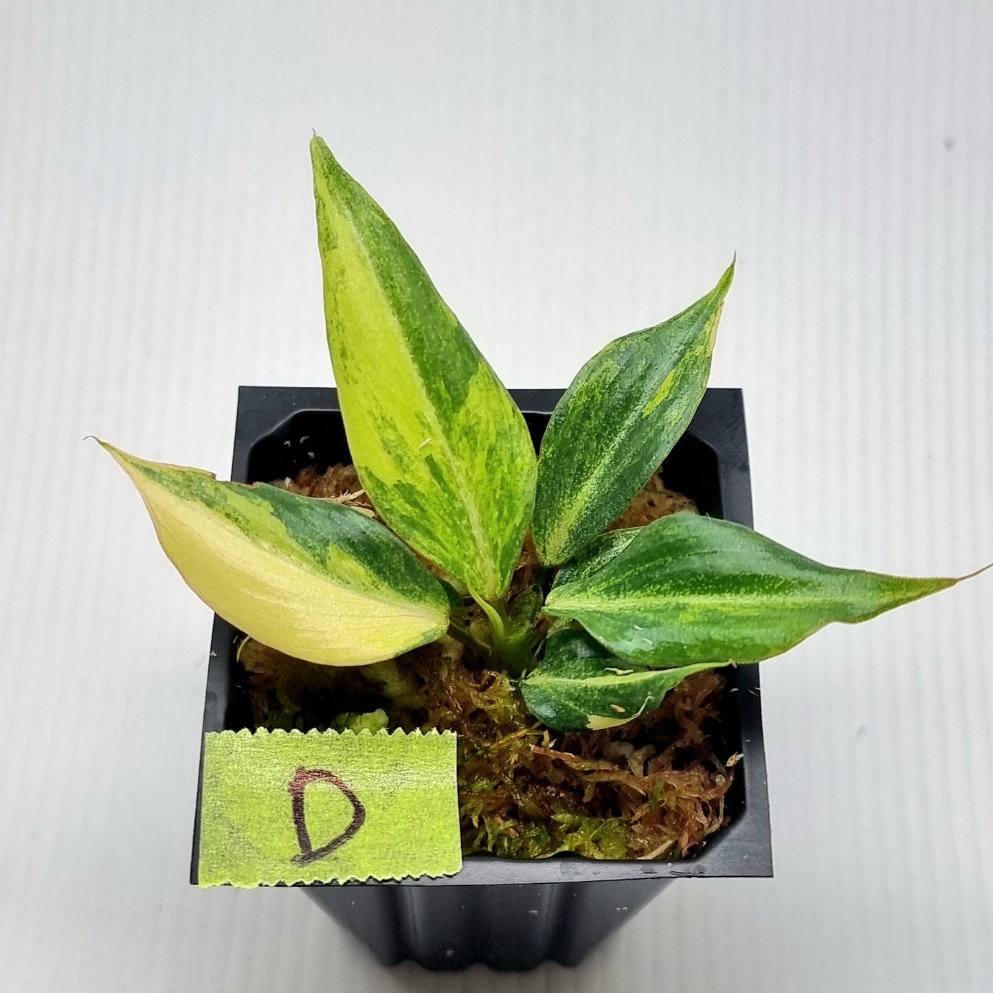 Philodendron gloriosum Tricolour Variegated