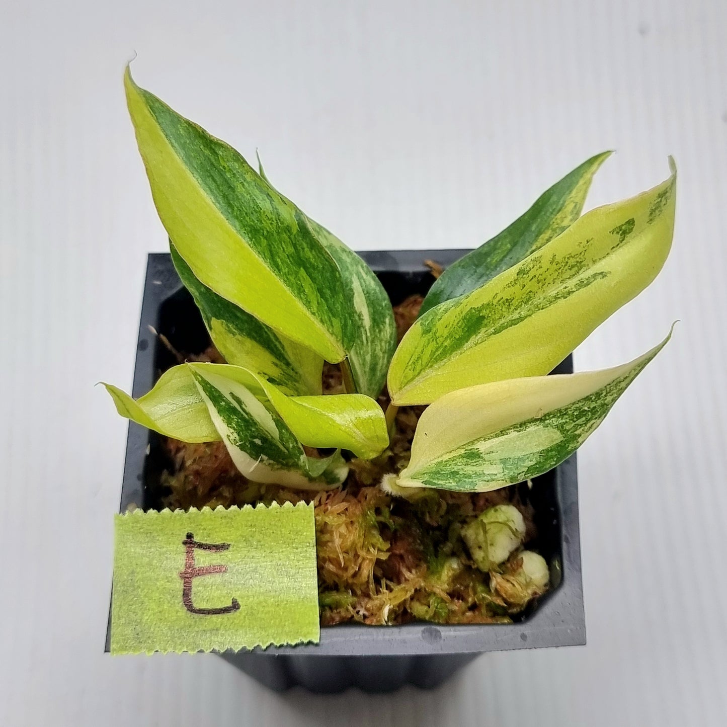 Philodendron gloriosum Tricolour Variegated