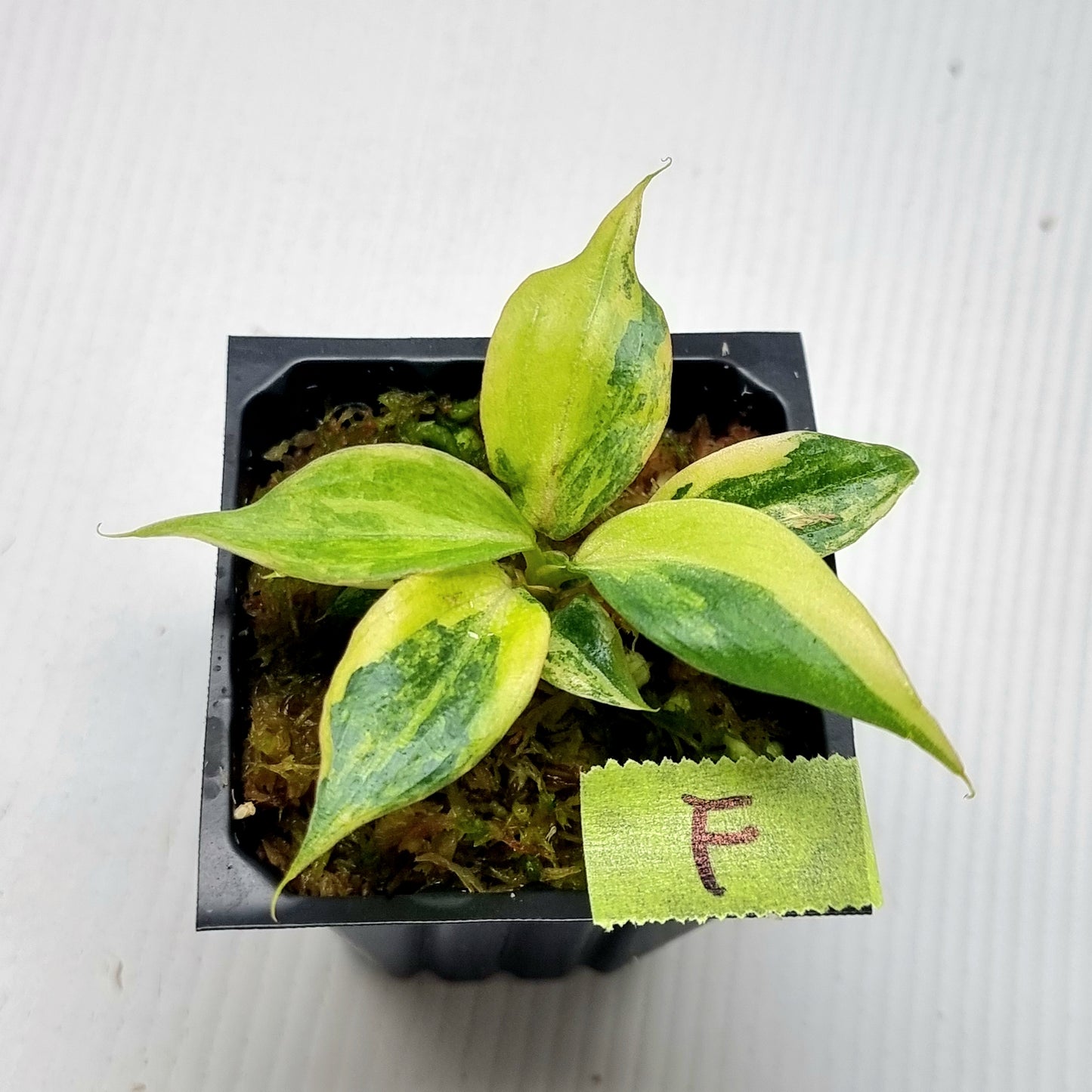 Philodendron gloriosum Tricolour Variegated