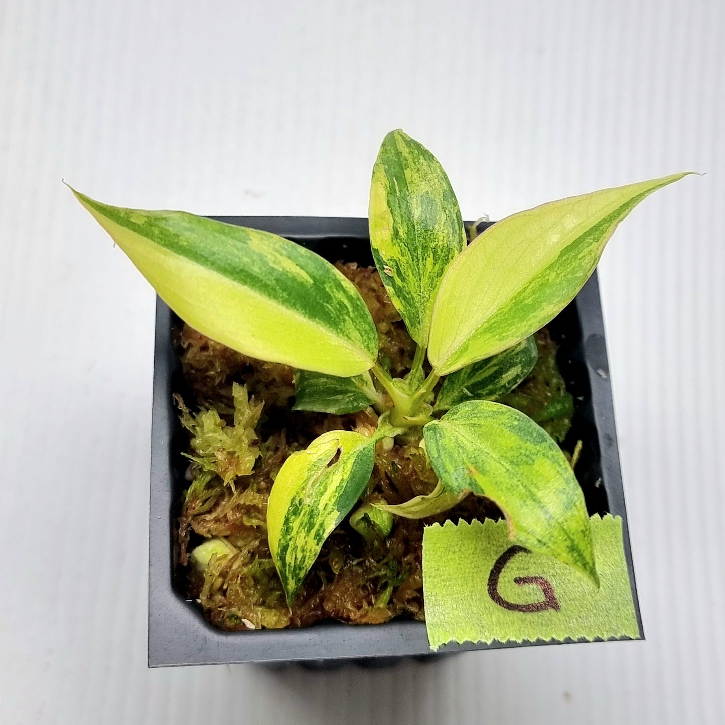Philodendron gloriosum Tricolour Variegated