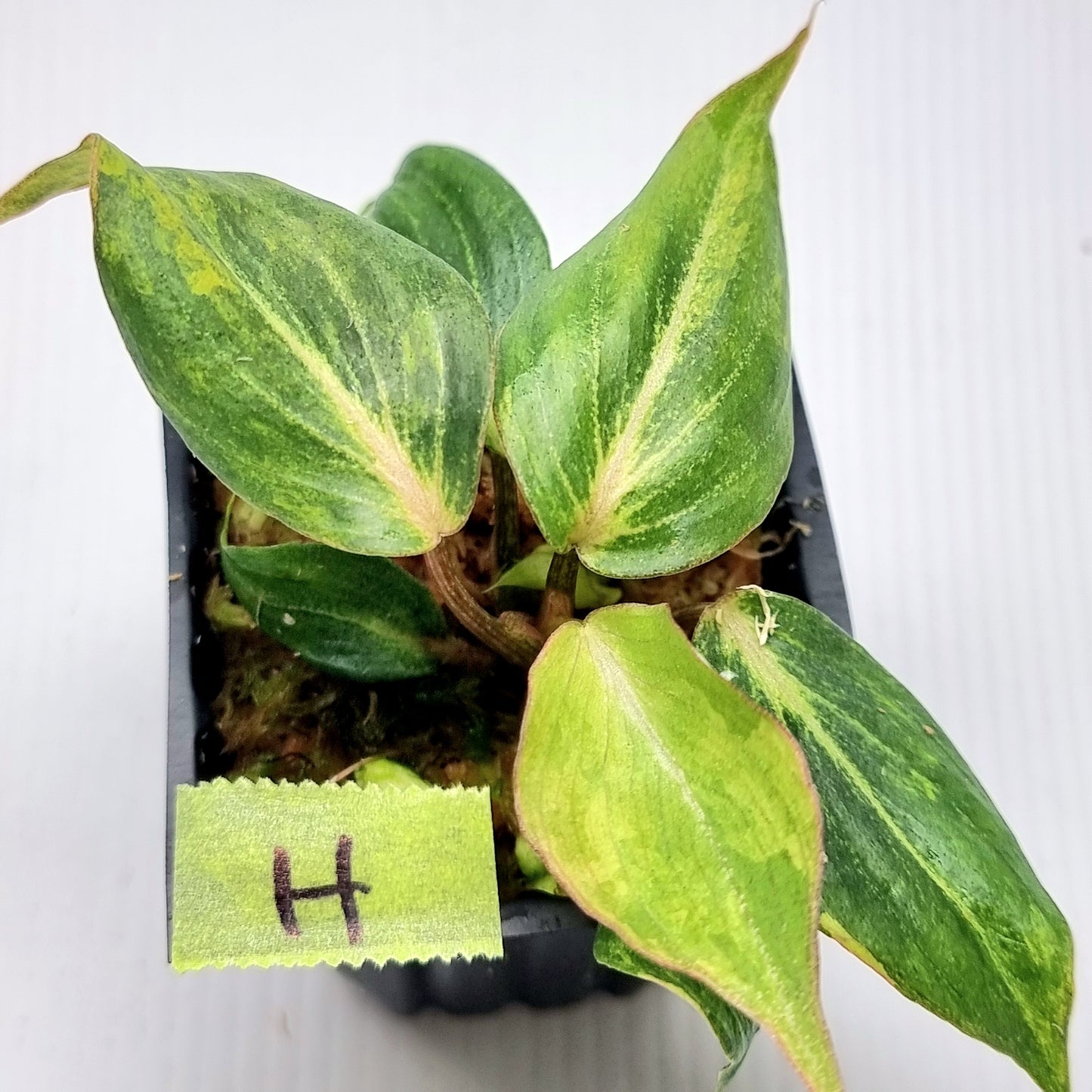 Philodendron gloriosum Tricolour Variegated