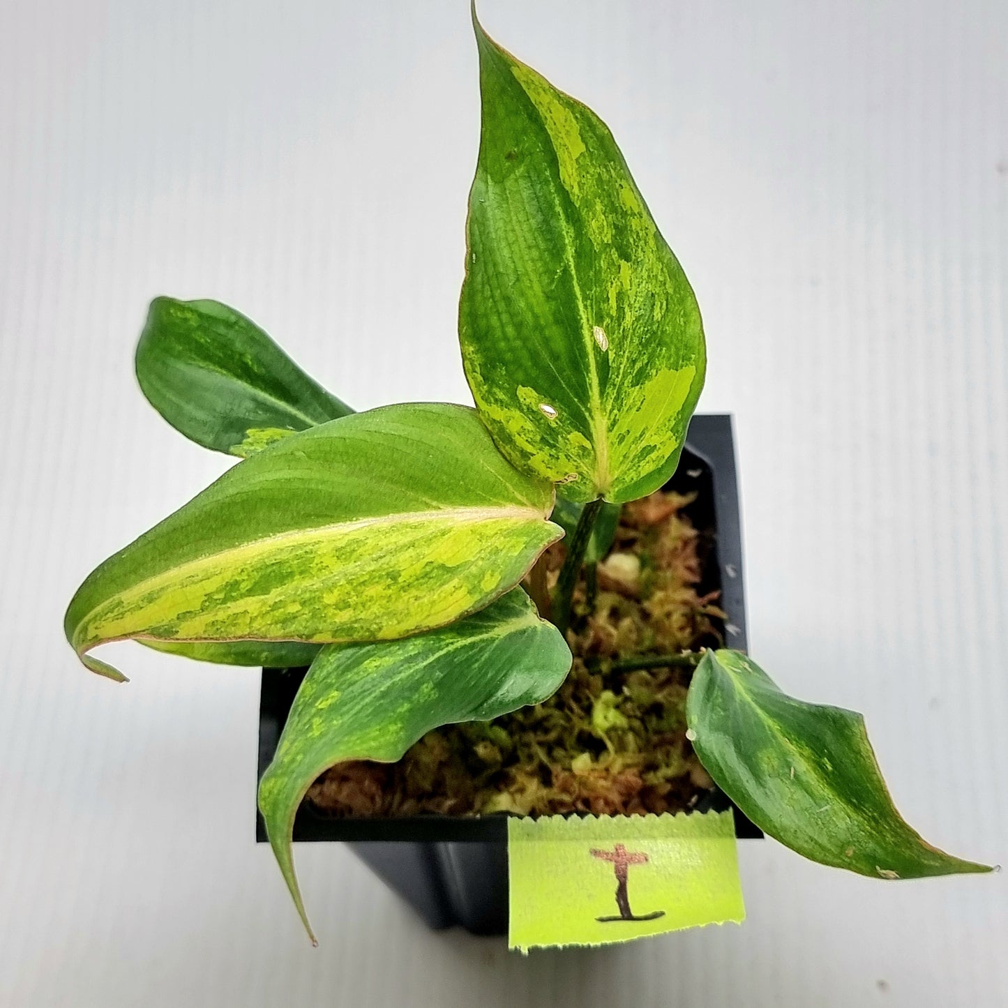 Philodendron gloriosum Tricolour Variegated