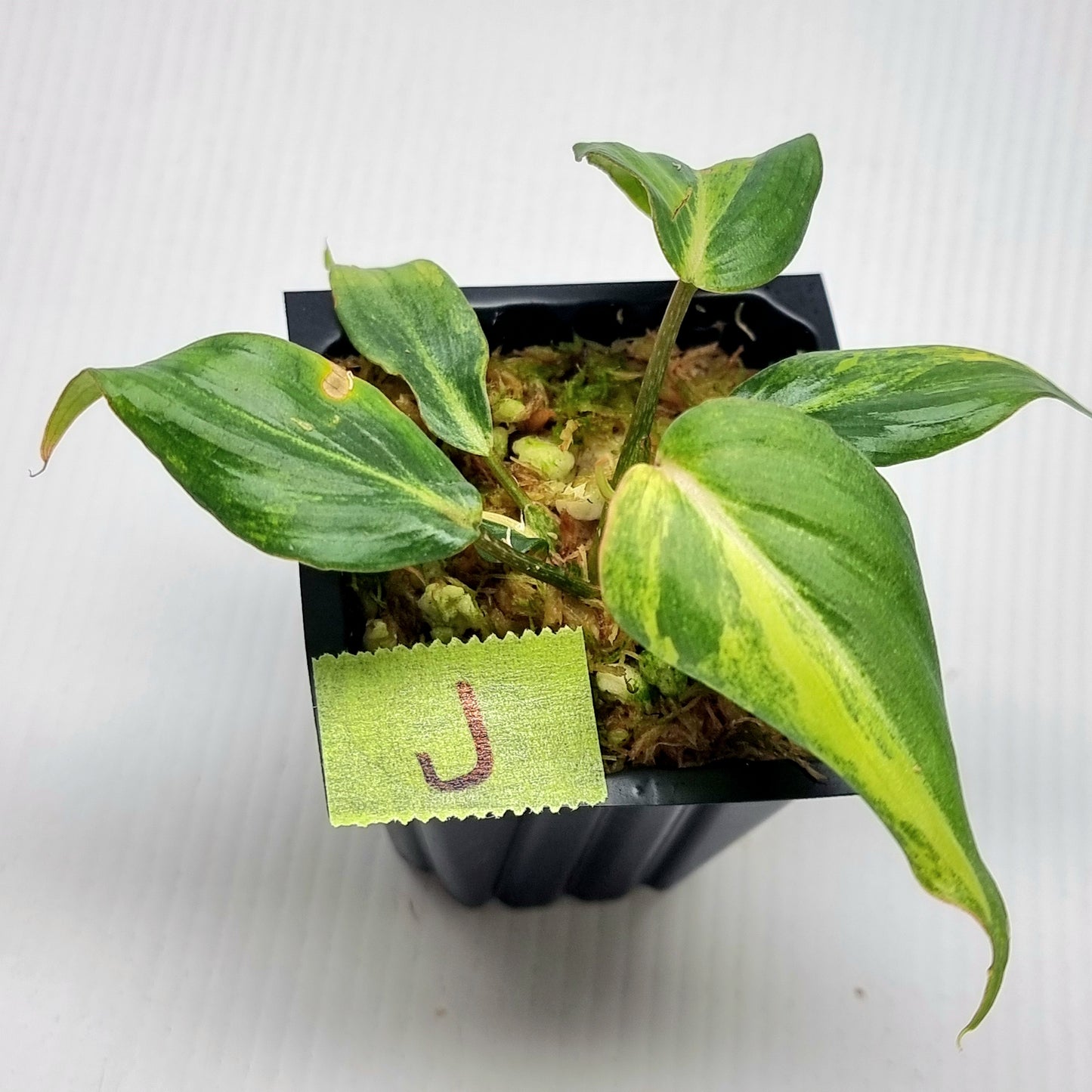 Philodendron gloriosum Tricolour Variegated