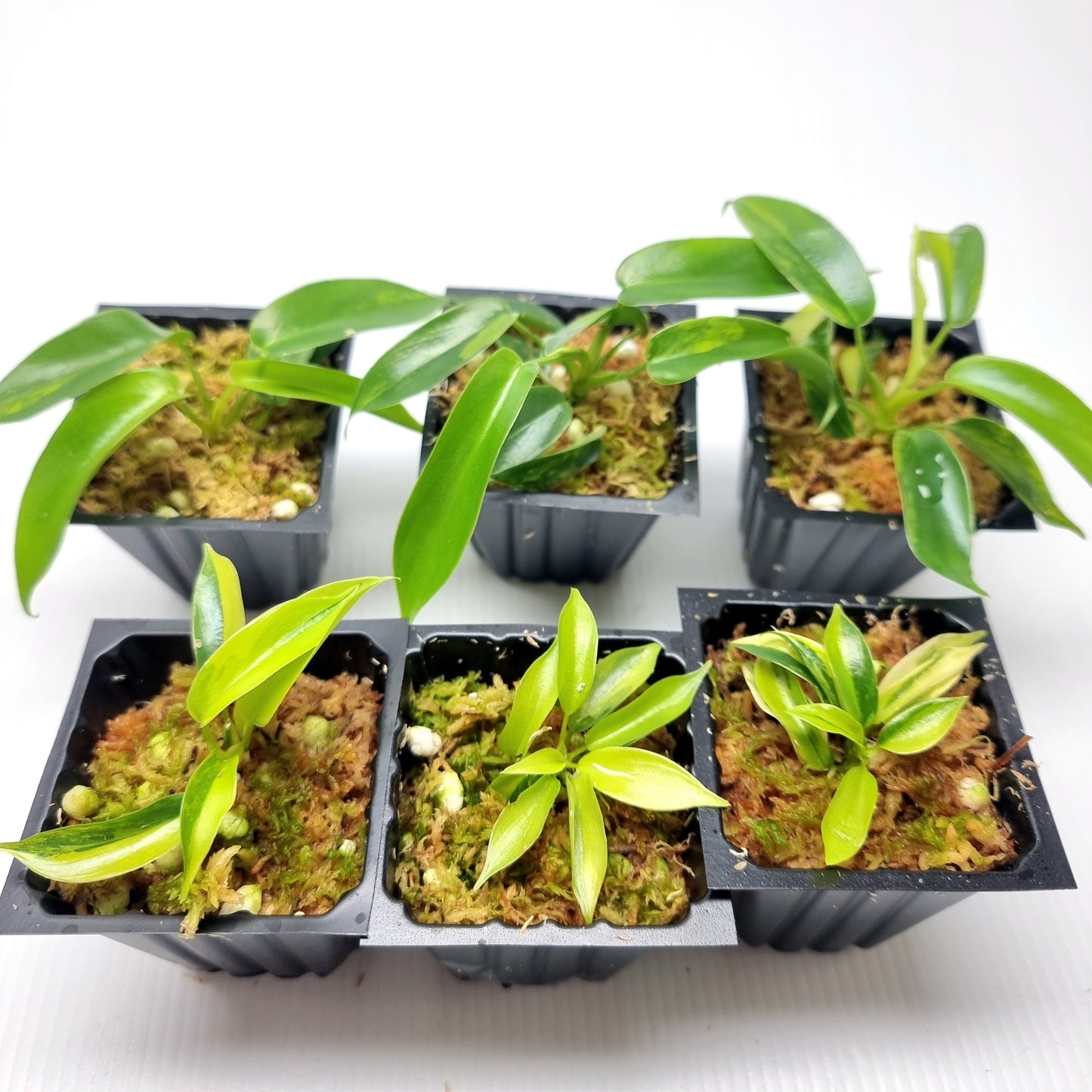 Philodendron Florida Beauty LOW VARIEGATION / VERY HIGH VAR