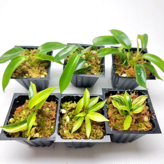 Philodendron Florida Beauty LOW VARIEGATION / VERY HIGH VAR