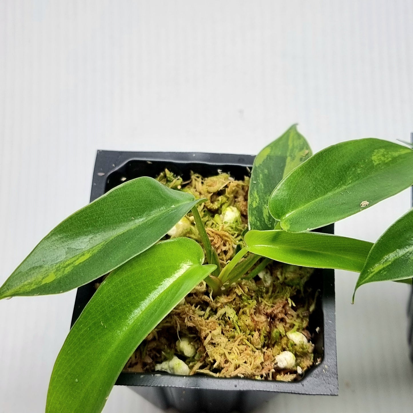 Philodendron Florida Beauty LOW VARIEGATION / VERY HIGH VAR