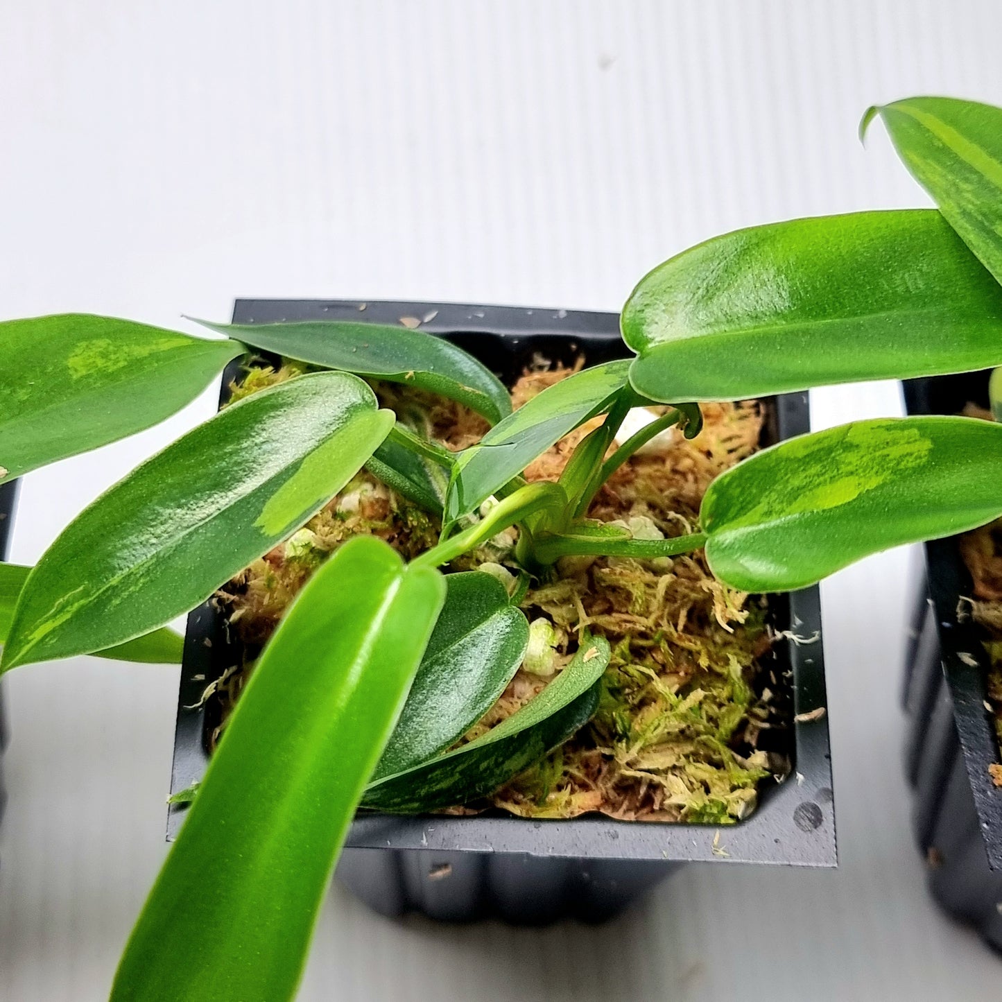 Philodendron Florida Beauty LOW VARIEGATION / VERY HIGH VAR