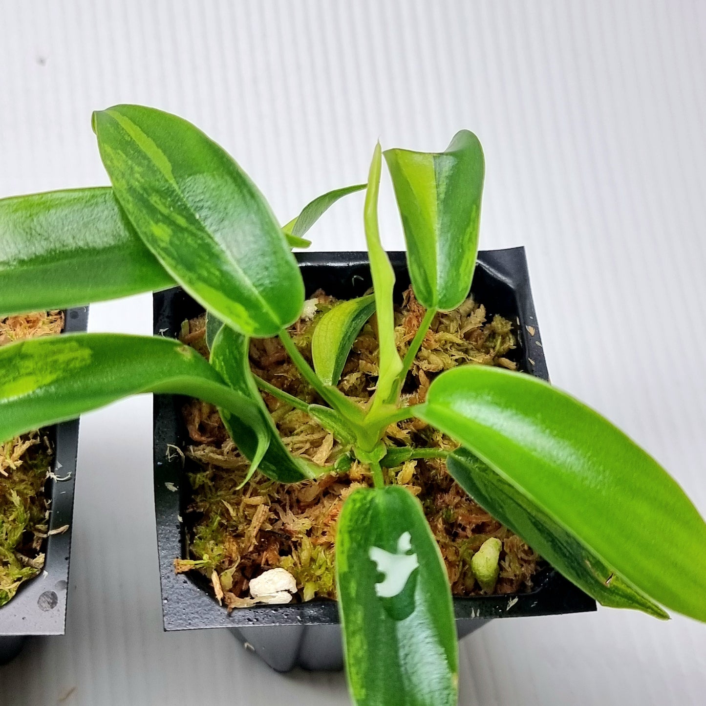Philodendron Florida Beauty LOW VARIEGATION / VERY HIGH VAR