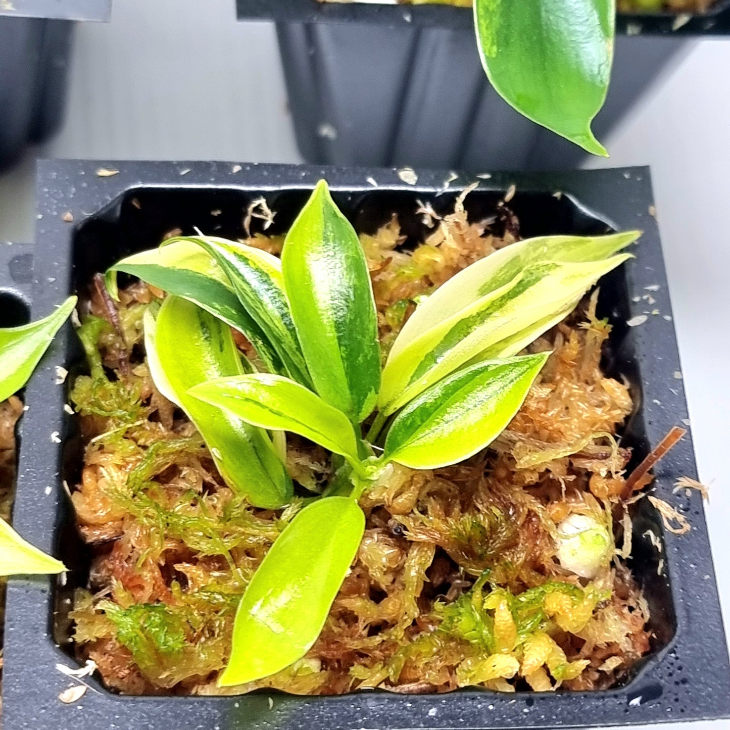 Philodendron Florida Beauty LOW VARIEGATION / VERY HIGH VAR