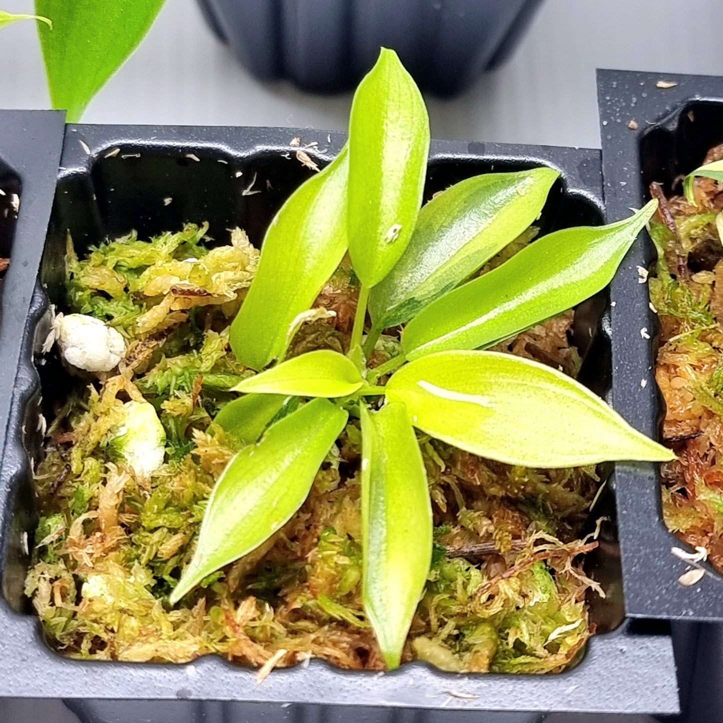 Philodendron Florida Beauty LOW VARIEGATION / VERY HIGH VAR