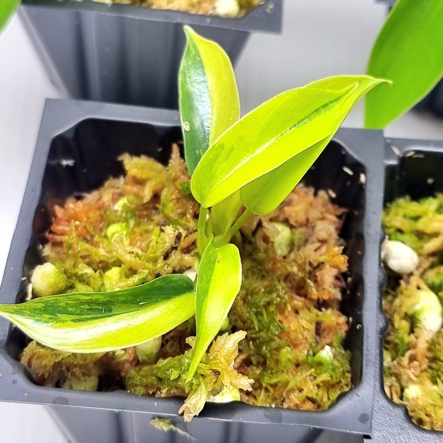 Philodendron Florida Beauty LOW VARIEGATION / VERY HIGH VAR