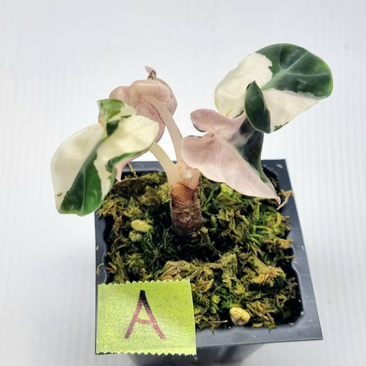 Alocasia Heart Balloon Pink Variegated, 50mm