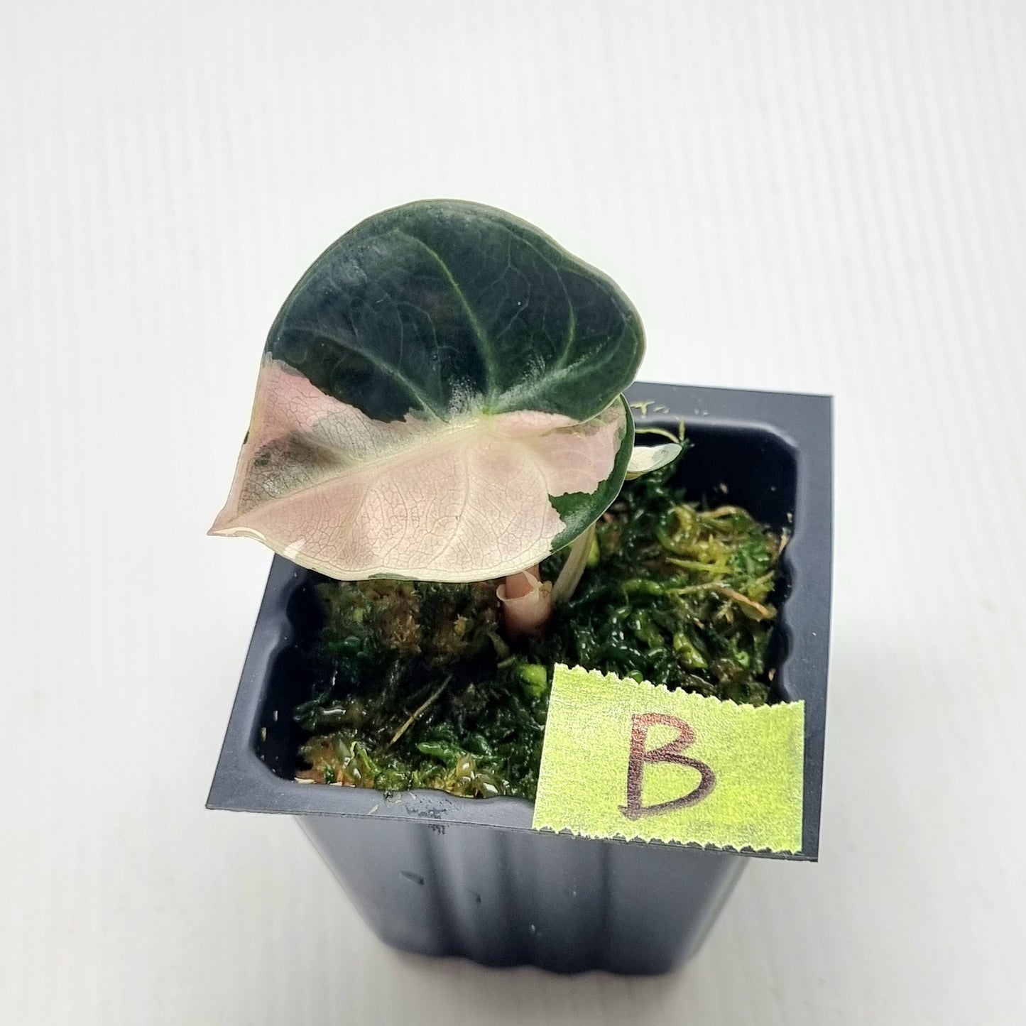 Alocasia Heart Balloon Pink Variegated, 50mm
