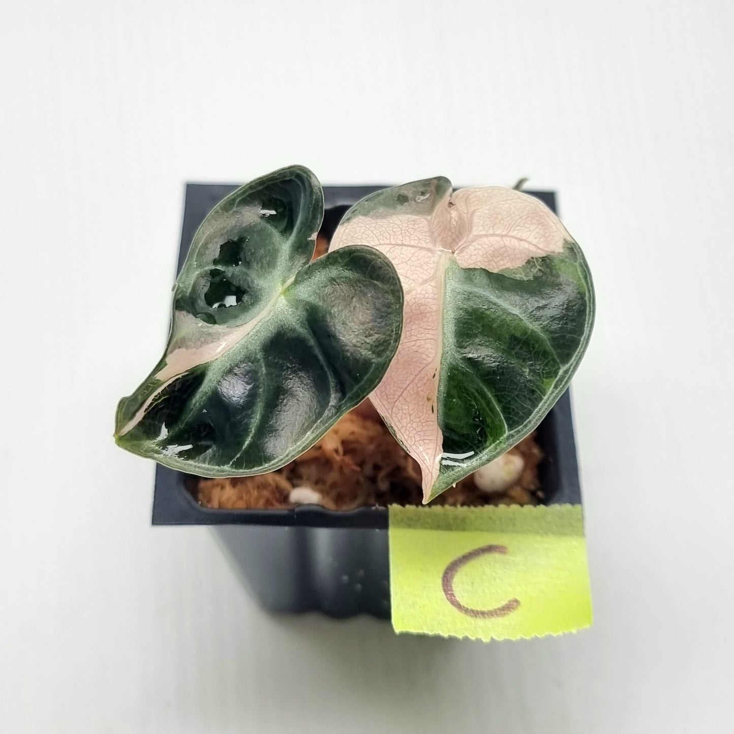 Alocasia Heart Balloon Pink Variegated, 50mm