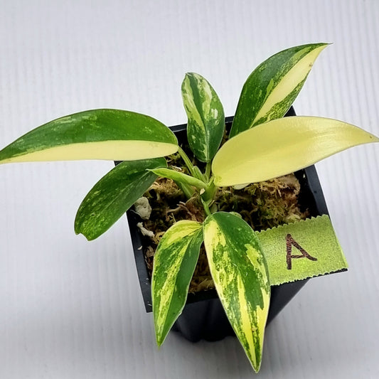 Philodendron Imperial Green Variegated