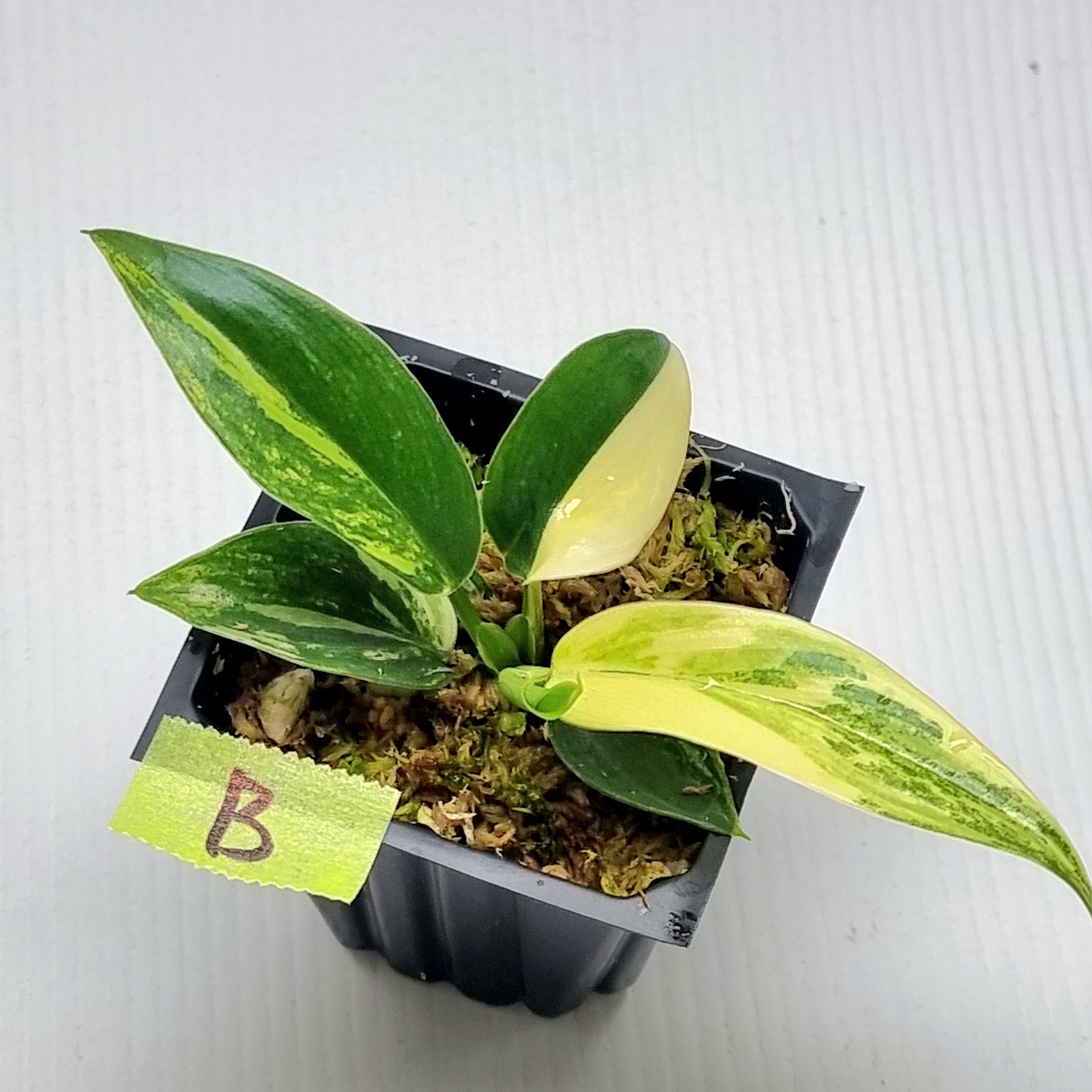 Philodendron Imperial Green Variegated