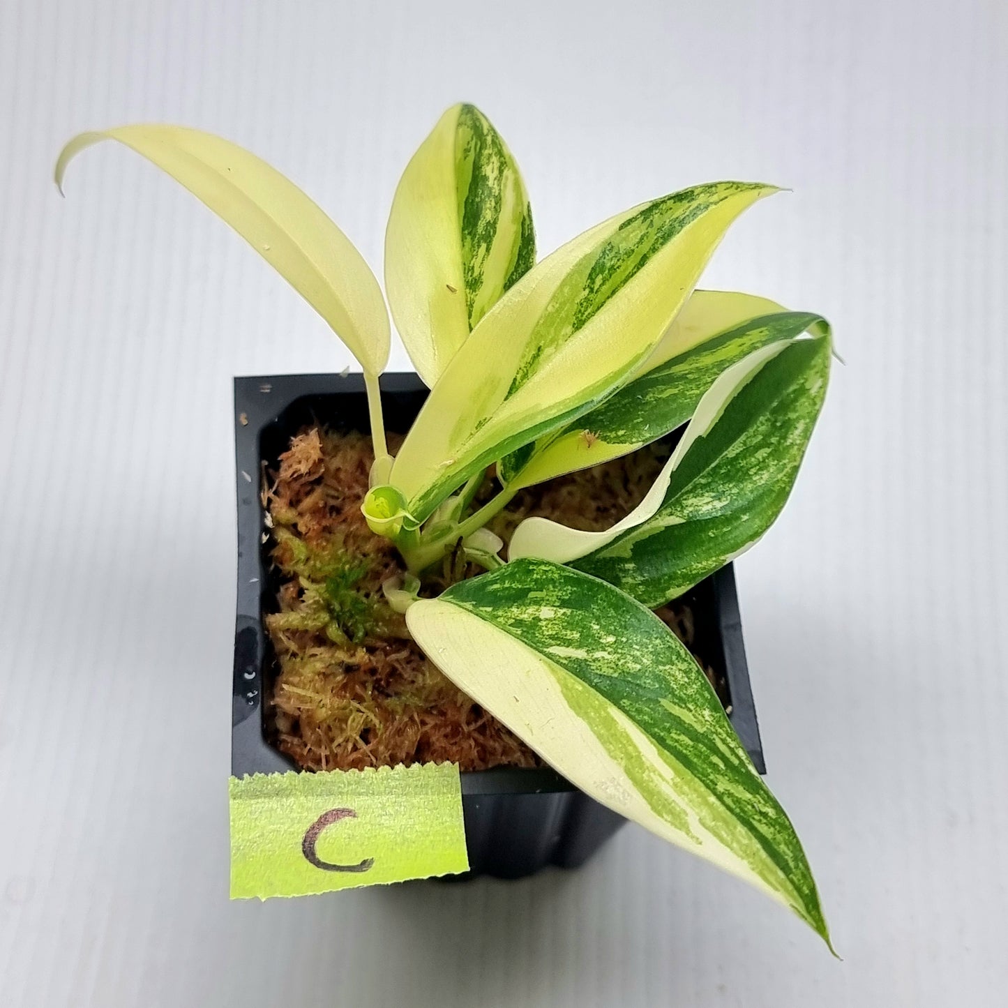 Philodendron Imperial Green Variegated