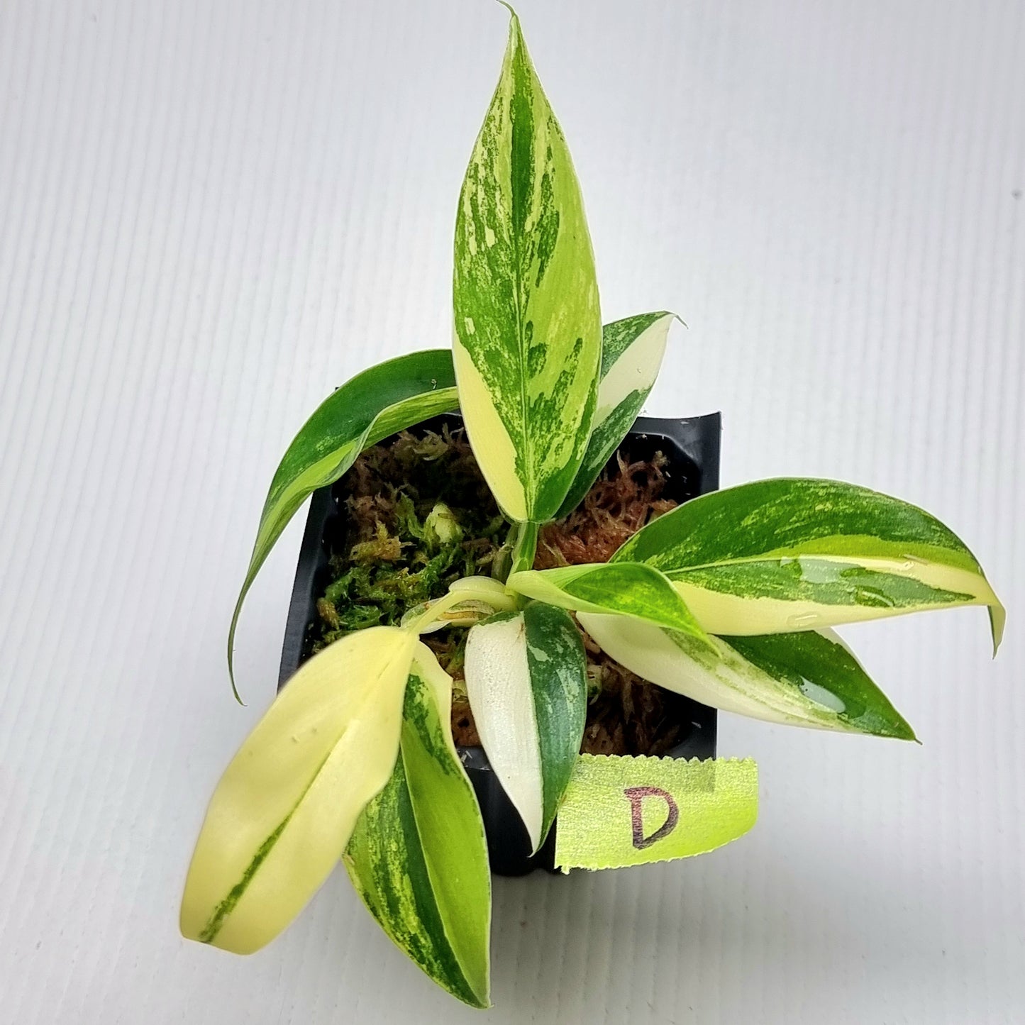 Philodendron Imperial Green Variegated