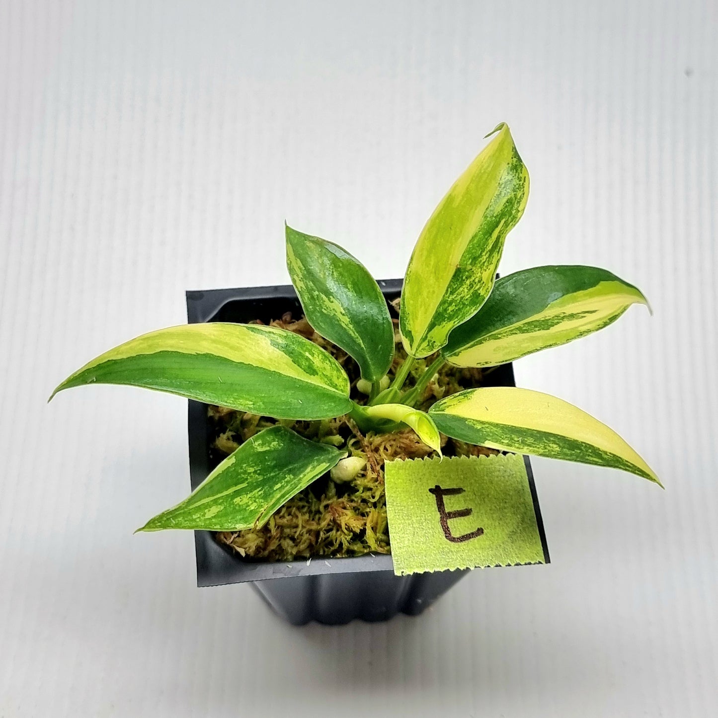 Philodendron Imperial Green Variegated