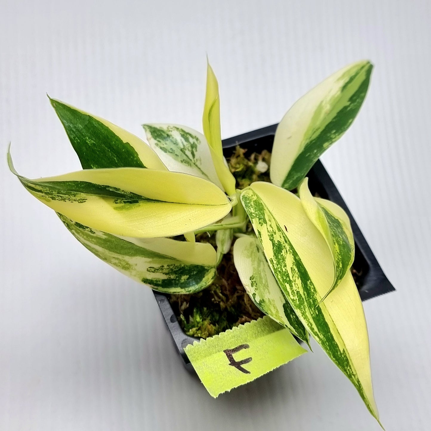 Philodendron Imperial Green Variegated