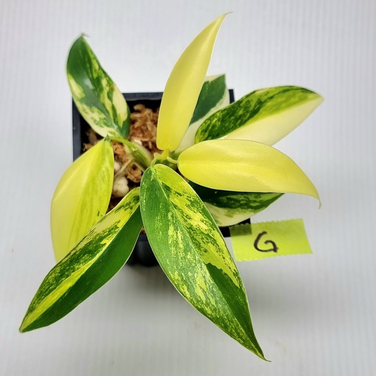 Philodendron Imperial Green Variegated