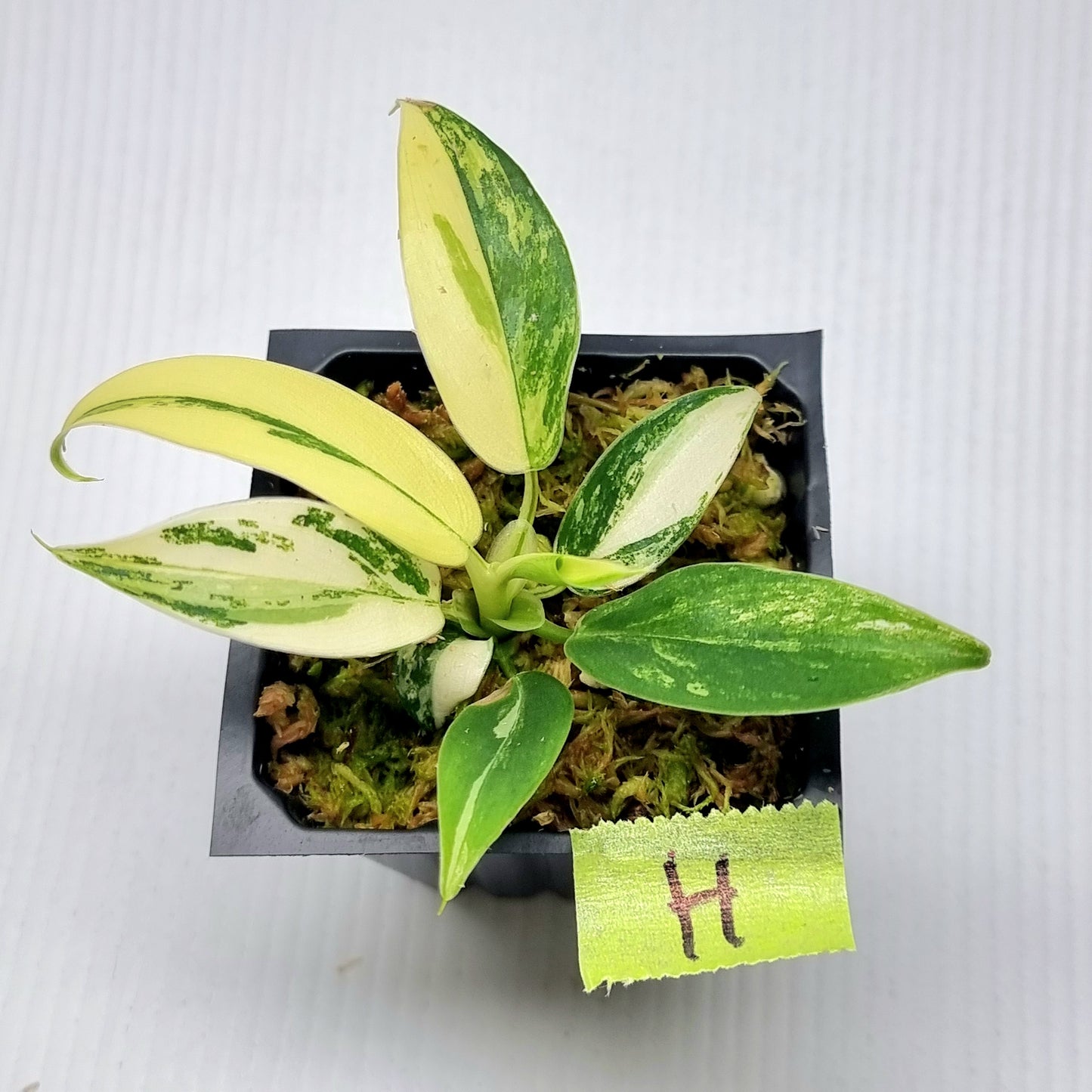 Philodendron Imperial Green Variegated