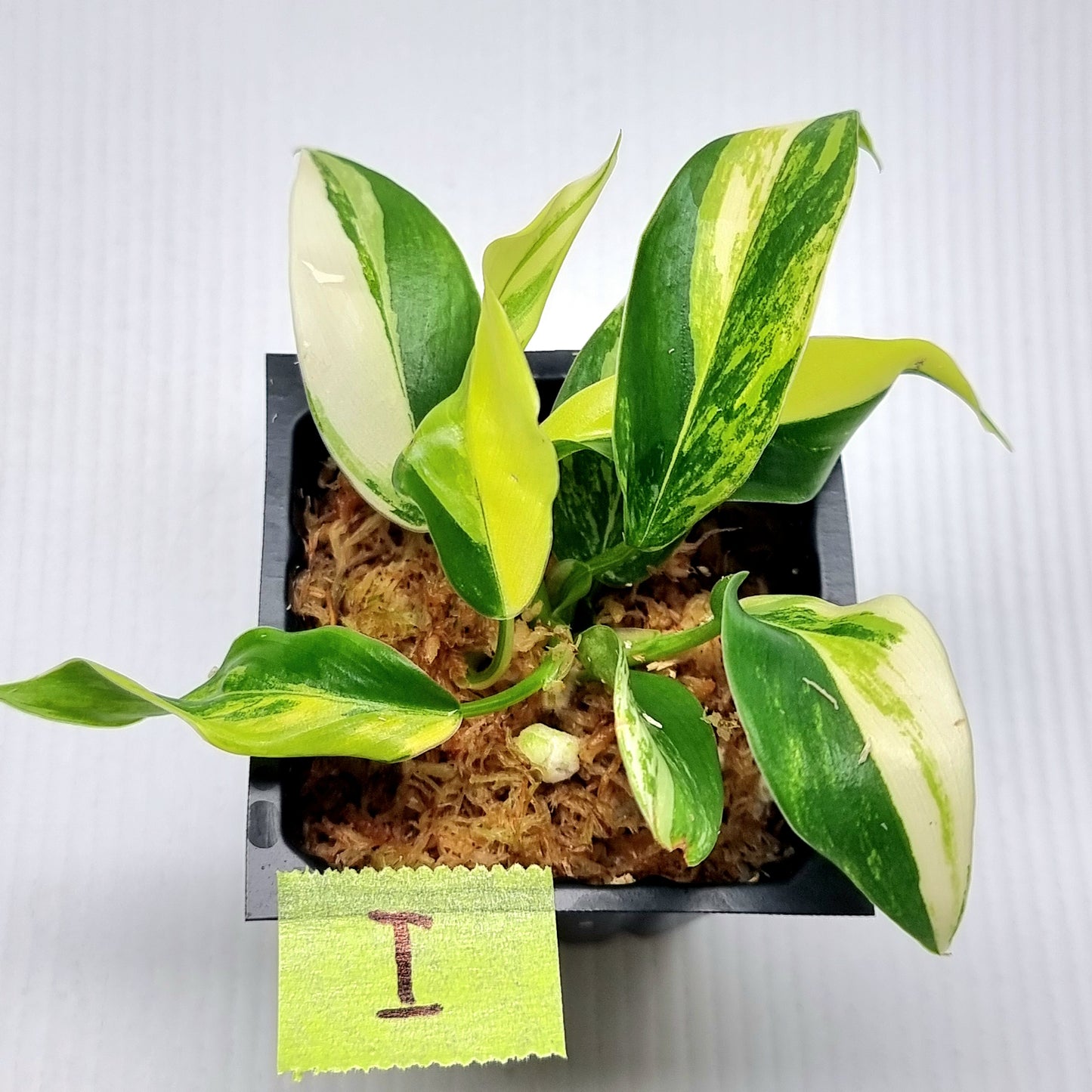 Philodendron Imperial Green Variegated