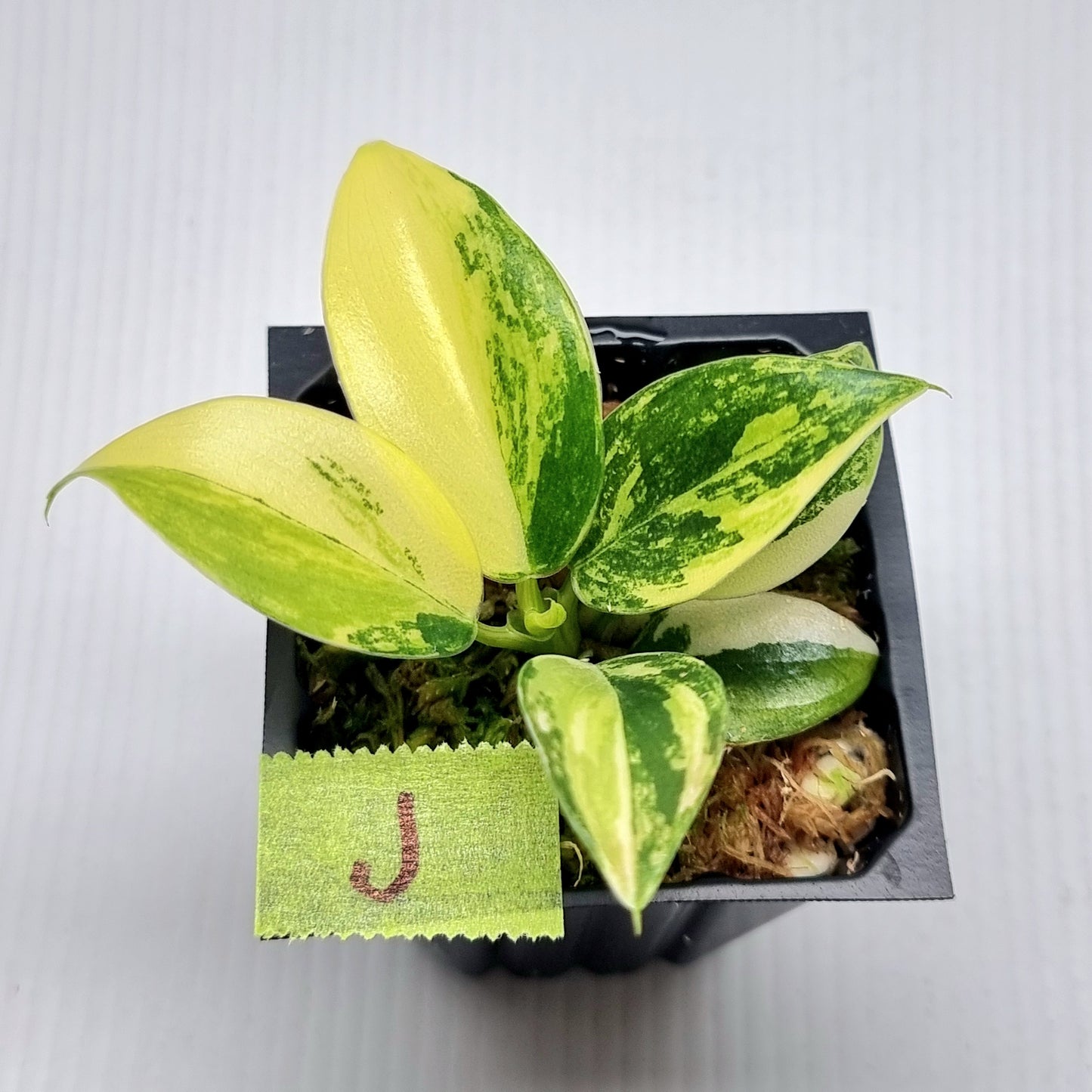 Philodendron Imperial Green Variegated