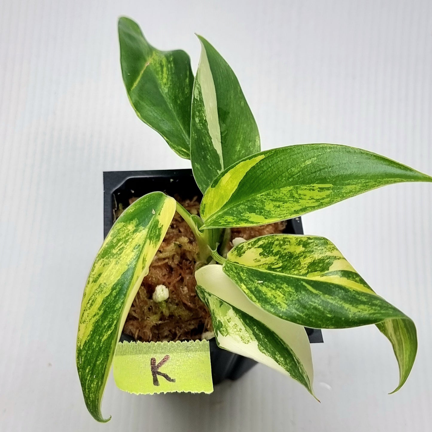 Philodendron Imperial Green Variegated
