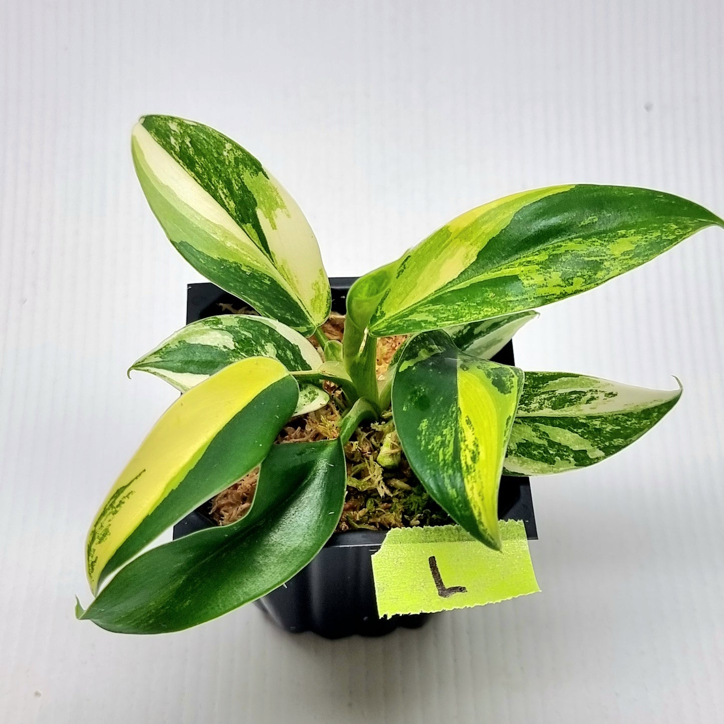Philodendron Imperial Green Variegated