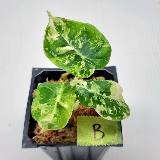 Alocasia black velvet Pink Variegated