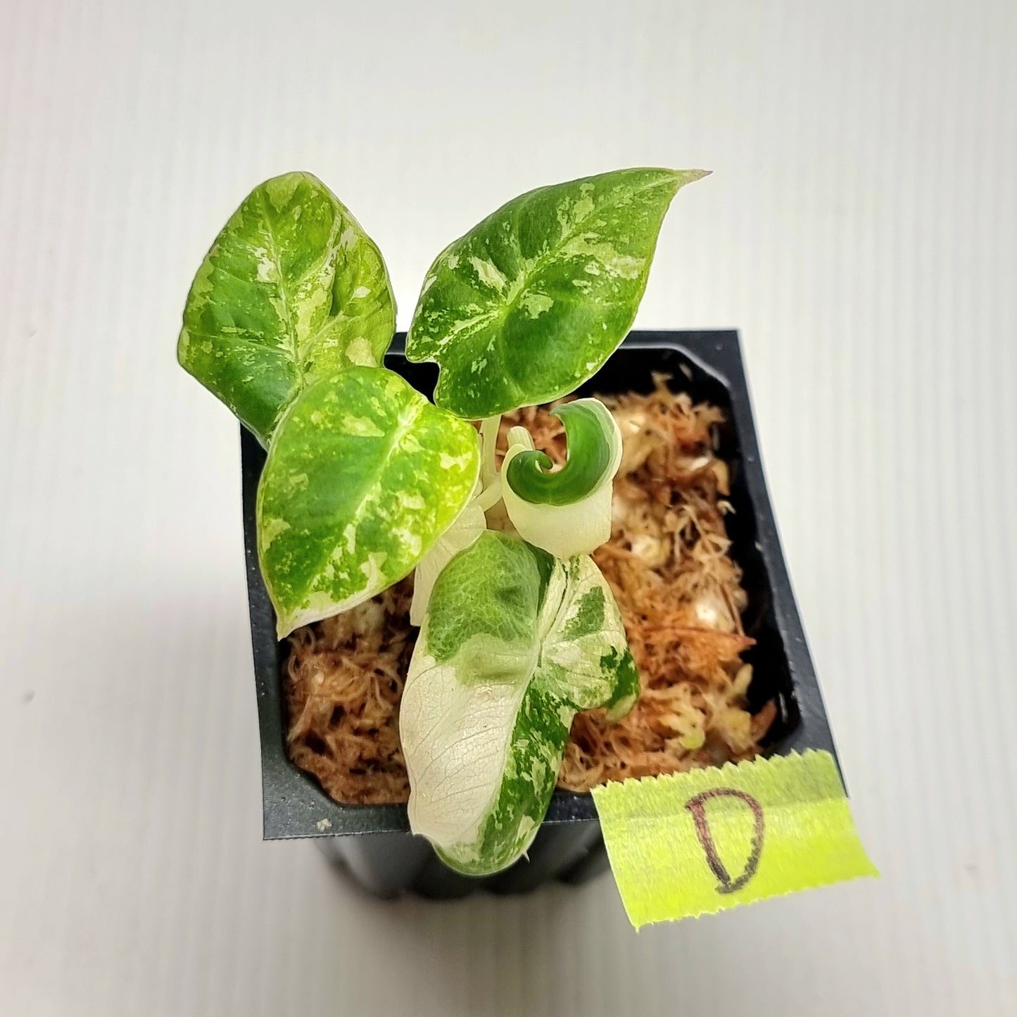 Alocasia black velvet Pink Variegated