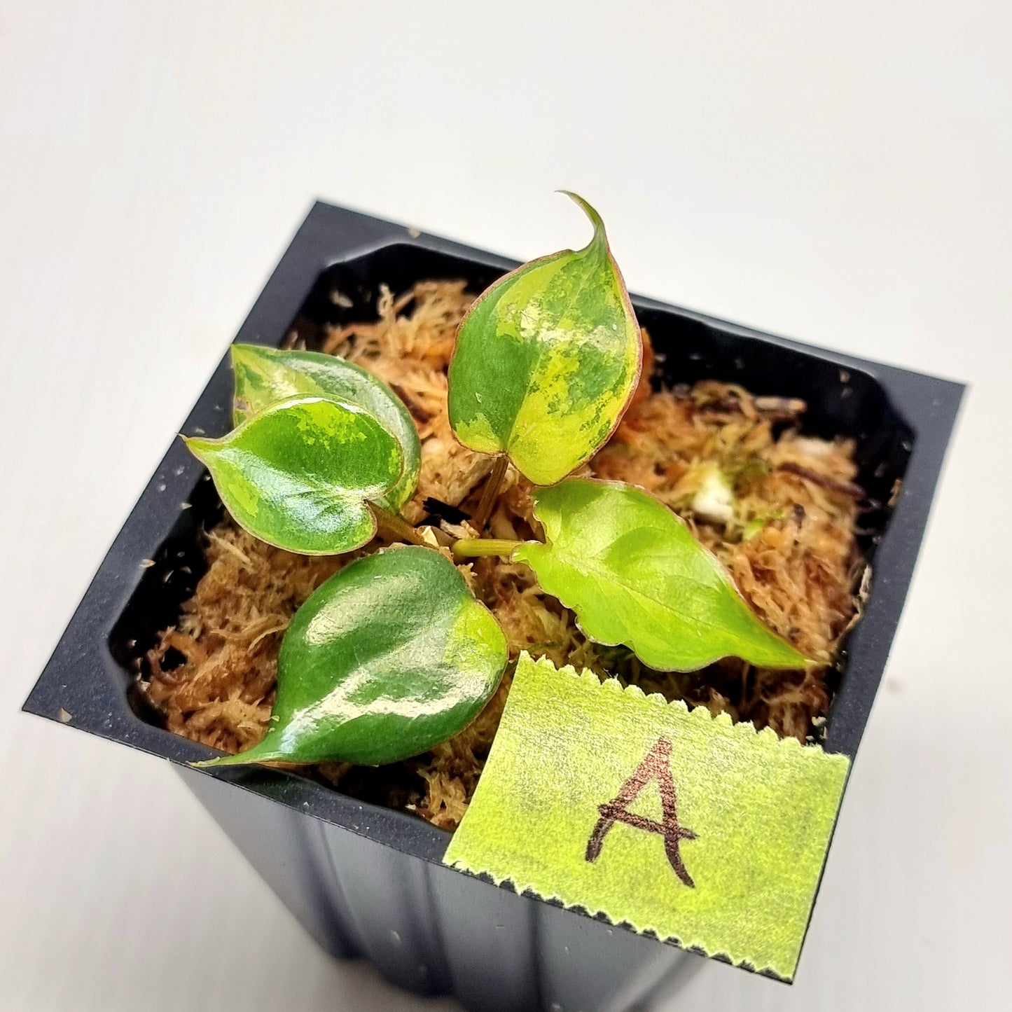 Philodendron billietiae Variegated