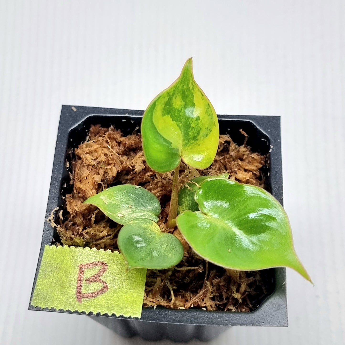 Philodendron billietiae Variegated