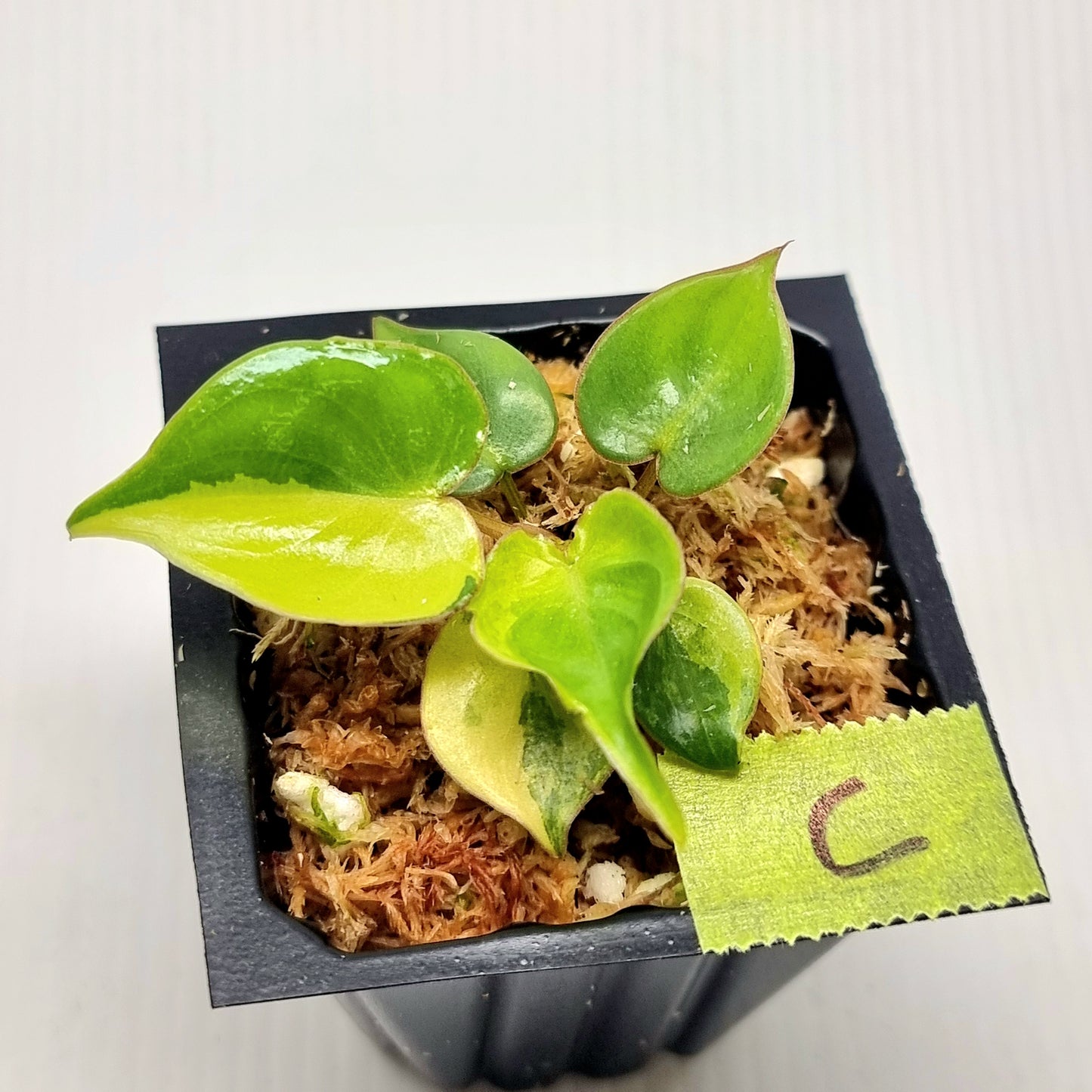 Philodendron billietiae Variegated