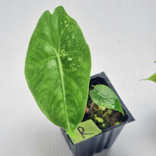 Alocasia Nairobi Night Variegated