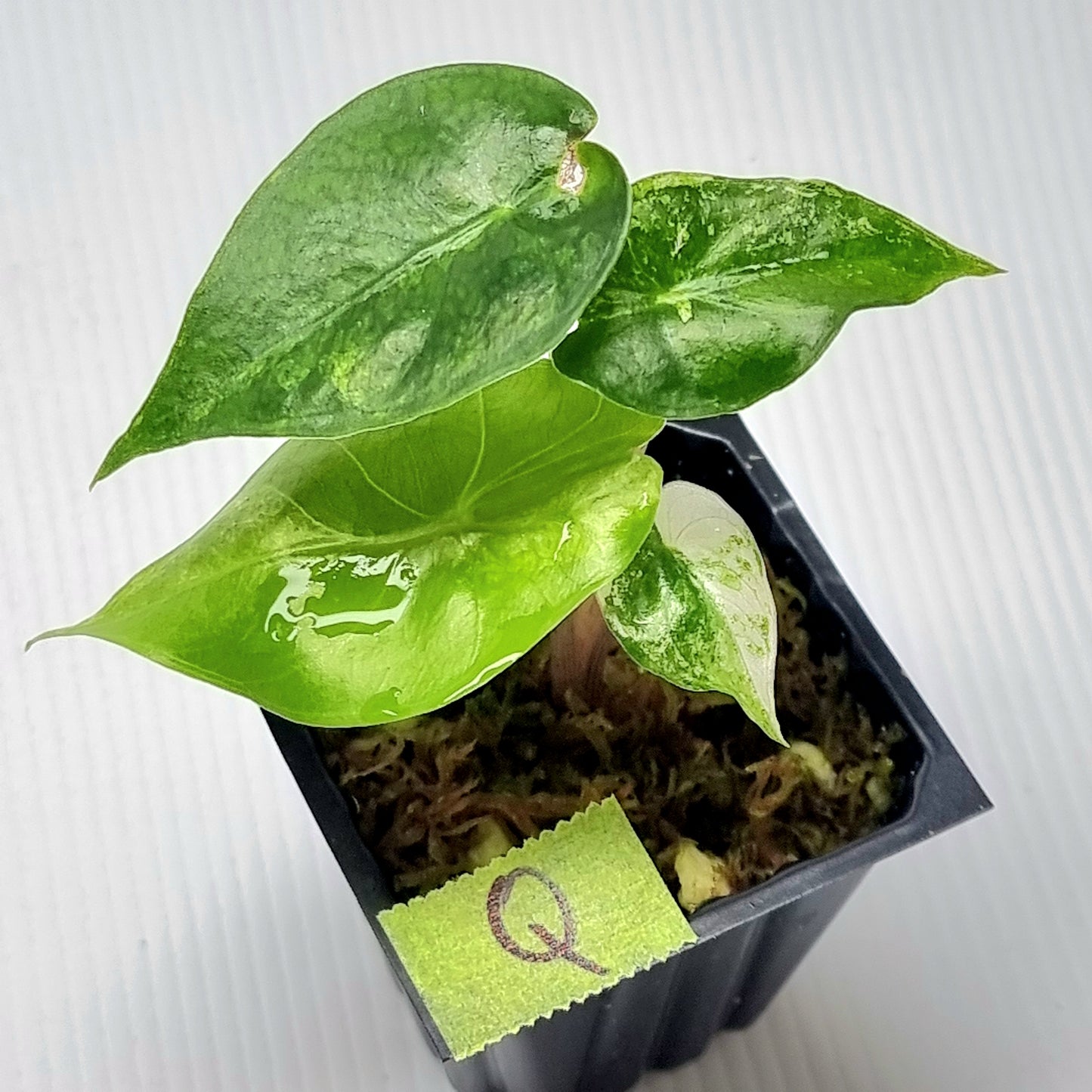 Alocasia Nairobi Night Variegated